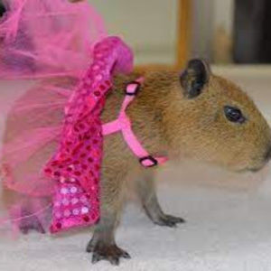 Meet your Posher, Madison